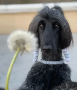 Afghan Hound Daisy Eyes