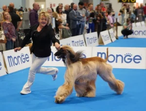 Balù Expo Montesilvano