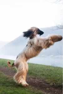 Balù Jump