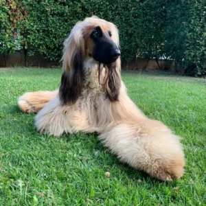 Balù Red Specia lDel Gran Pamir 2022