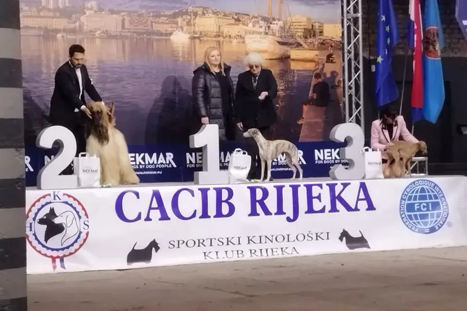 Balù Red Special Del Gran Pamir CACIB zadar 2023 Group