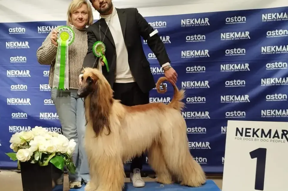 Balù Red Special Del Gran Pamir CACIB zadar 2023