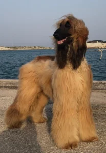 Balù Stack 1
