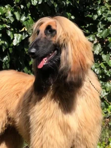 Balù Young