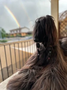 Daisy Hair rainbow