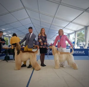 Shadar Afghan Hounds 2023